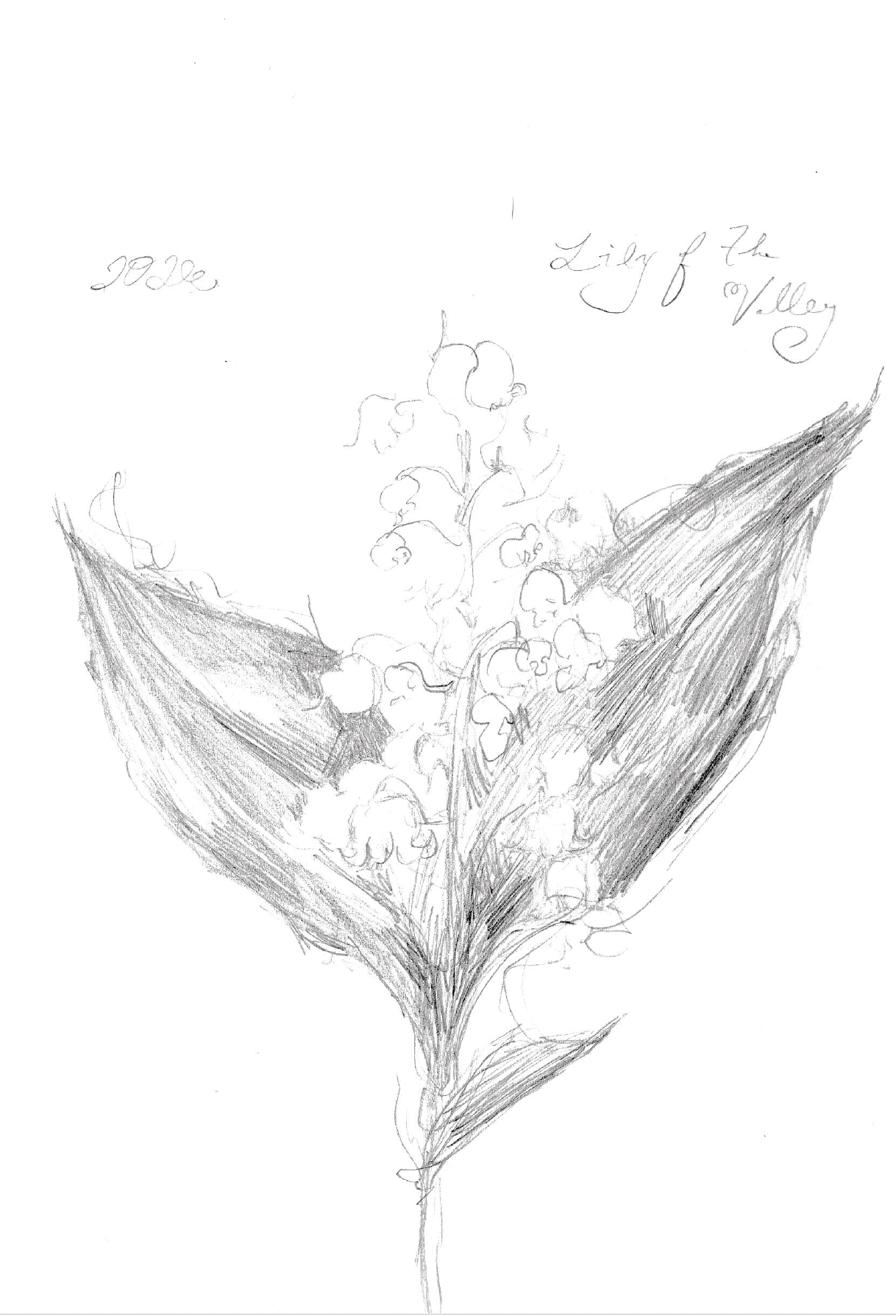 Illustration 5
